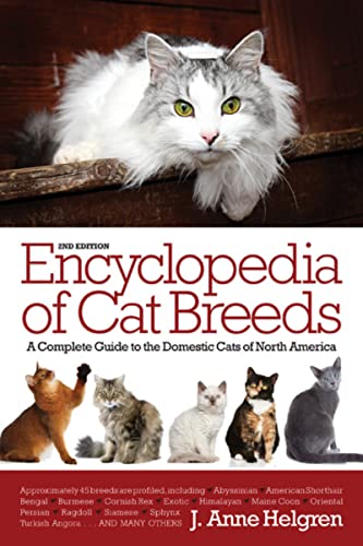10 Rarest Cat Breeds