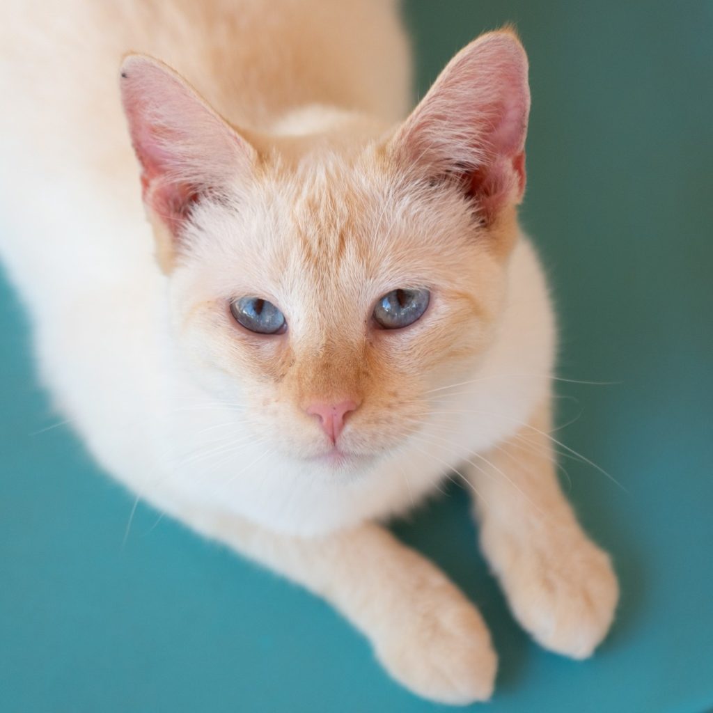 A Perfect Start Cat Adoption