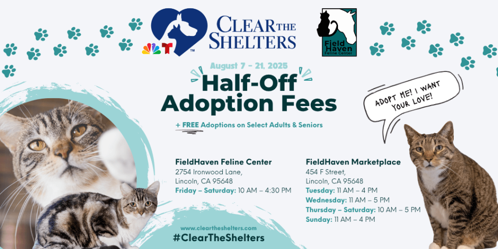 A Private Cat Rescue