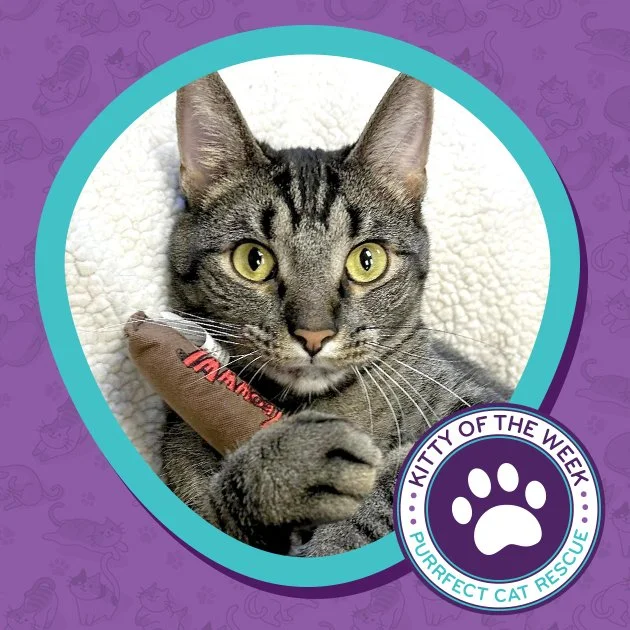 A Purrfect Cat Rescue