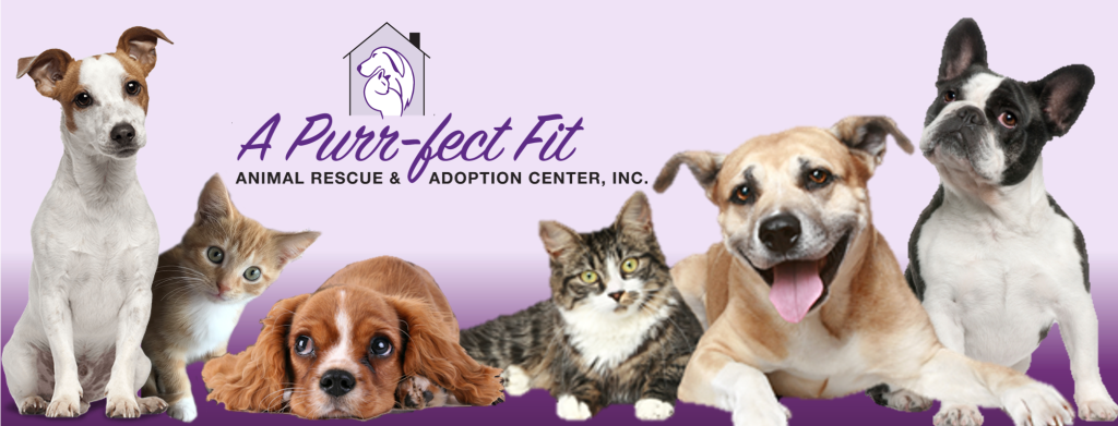 A Purrfect Fit Cat Rescue