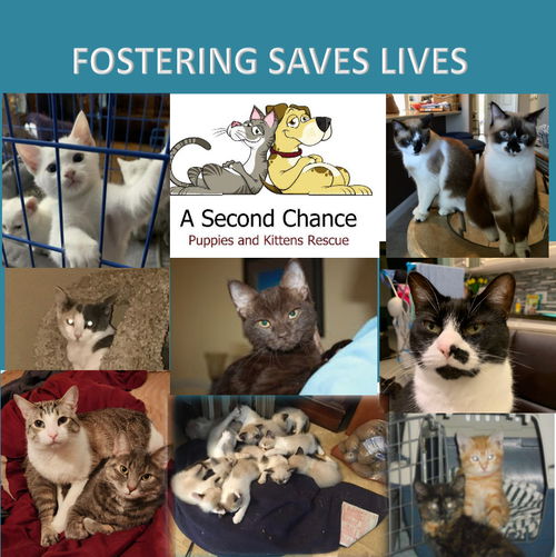 A Second Chance Cat Rescue