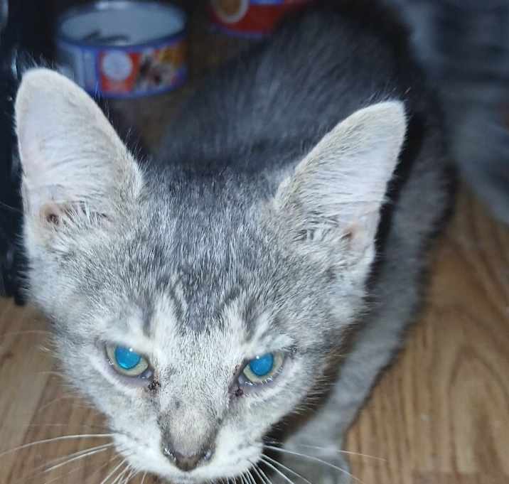 A Tail to Be Told Cat Rescue