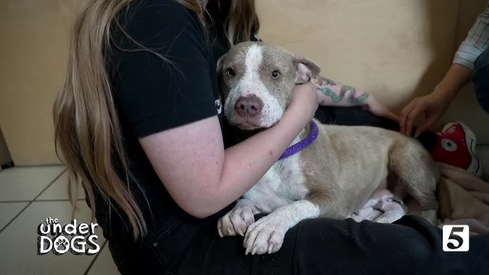 A V Dog And Cat Rescue Vilma