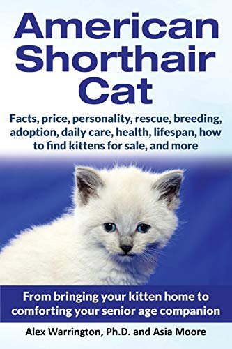American Shorthair Cat Adoption