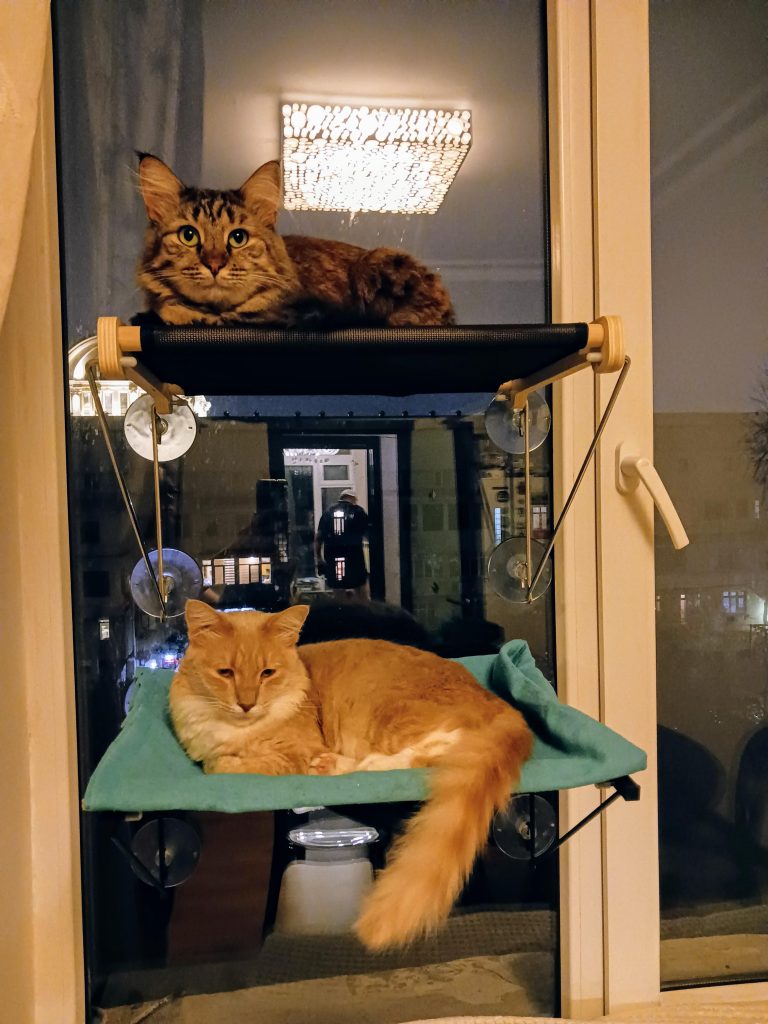 Are Cat Adoption Fees Tax Deductible