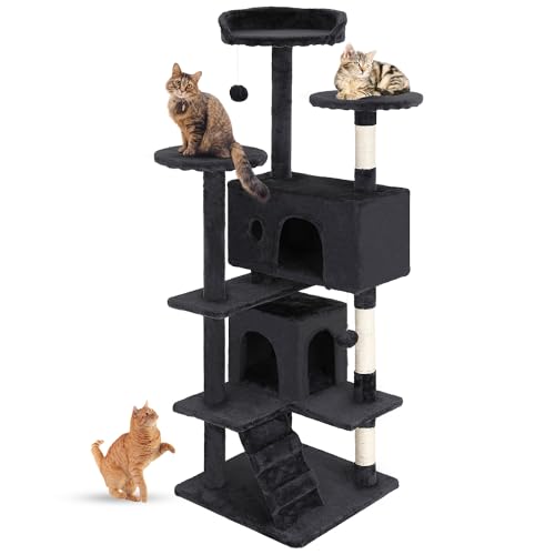 Best House Cats