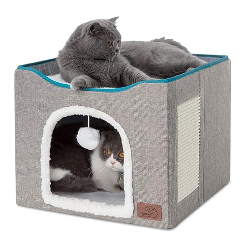 Big Cat House