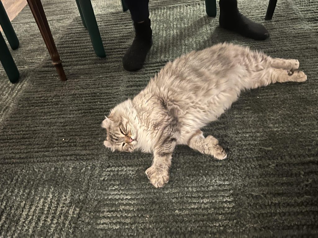 Can Cats Go to the Groomer