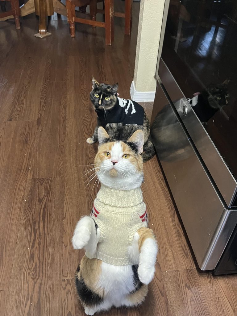 Can Cats Wear Clothes