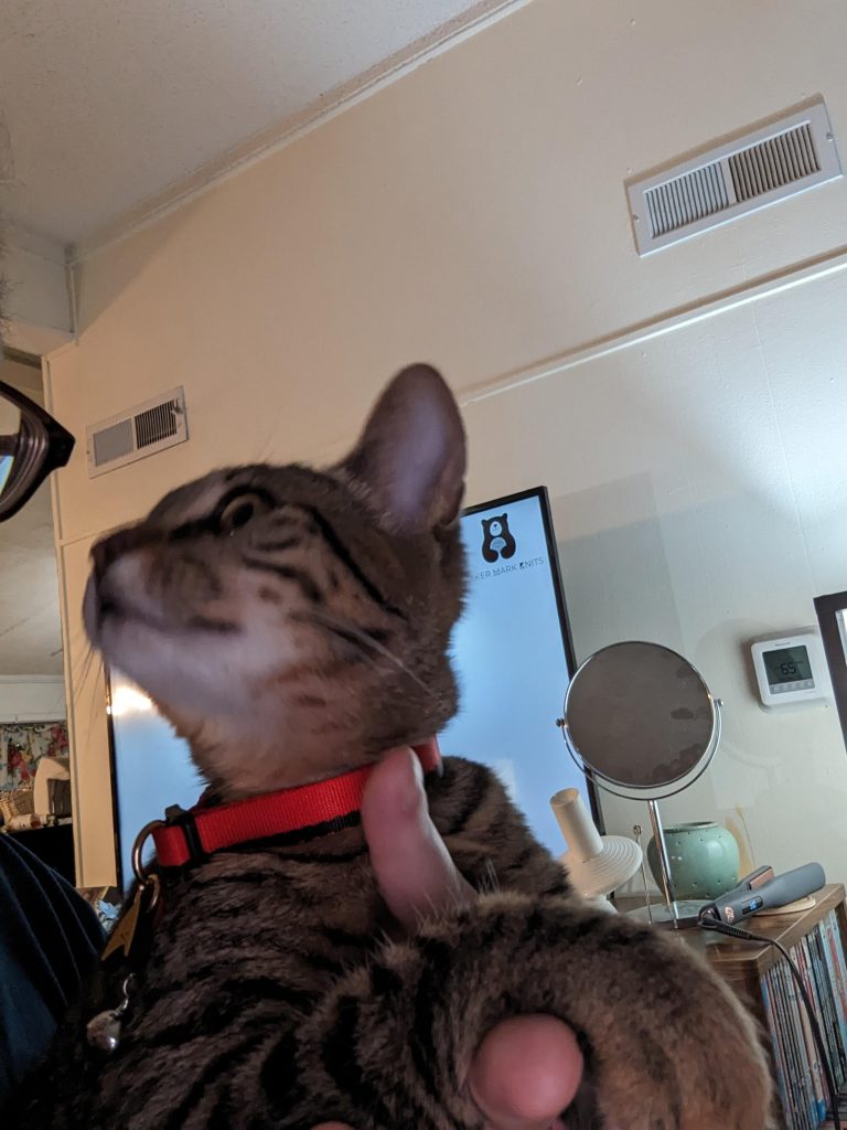 Can Cats Wear Collars 24 7