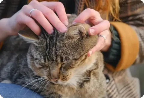Can Fleas Change Cat Behavior