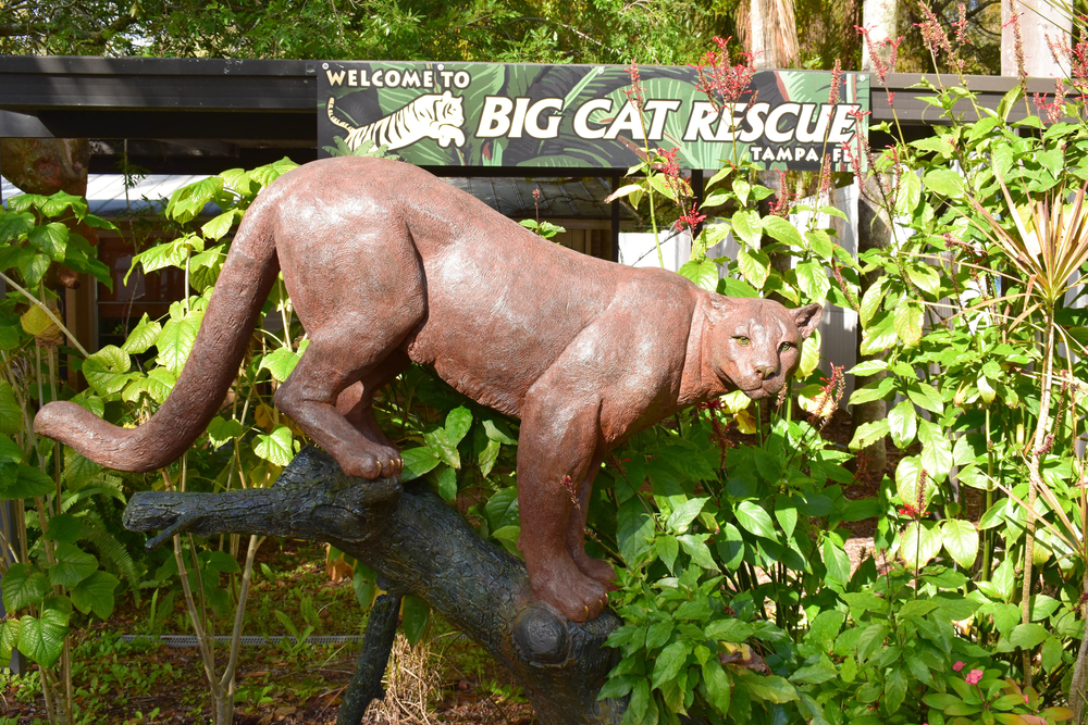Can You Visit Big Cat Rescue in Tampa