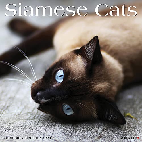 Cat Breeds That Stay Small