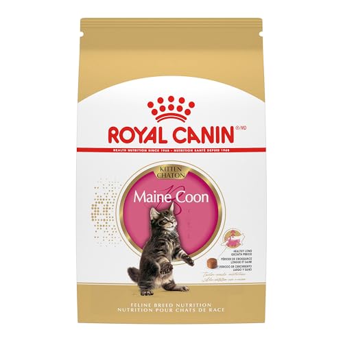 Cfa Maine Coon Kittens for Sale