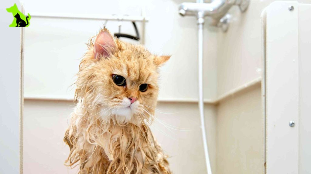 Do Cats Go to the Groomer