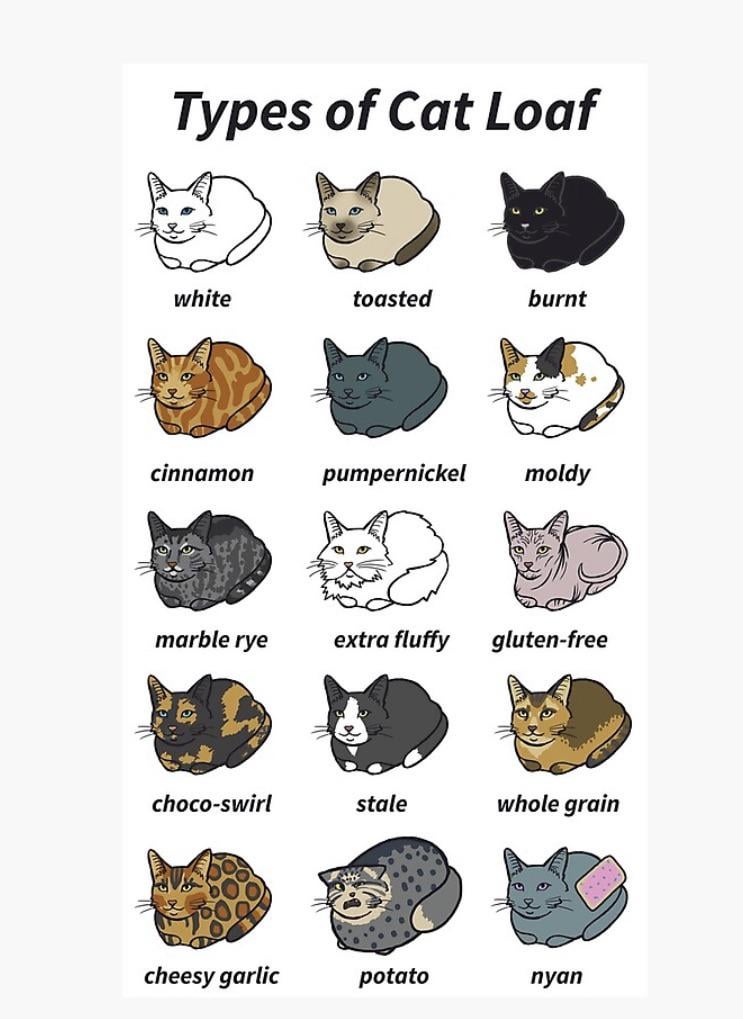 Do Cats Have Breeds