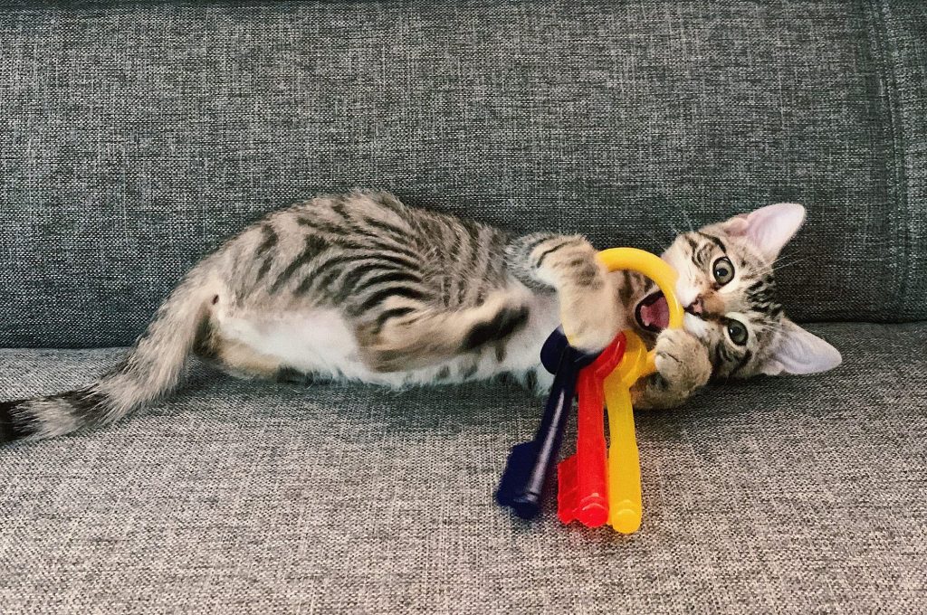 Do Cats Like Squeaky Toys