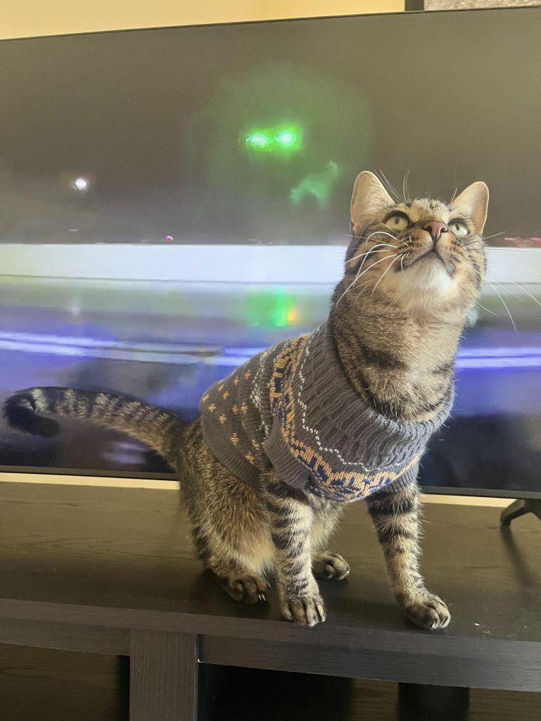 Do Cats Like Wearing Clothes