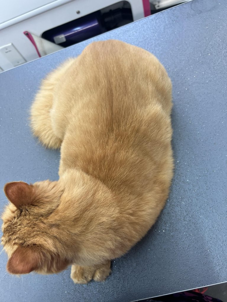 Do Cats Need to Be Groomed