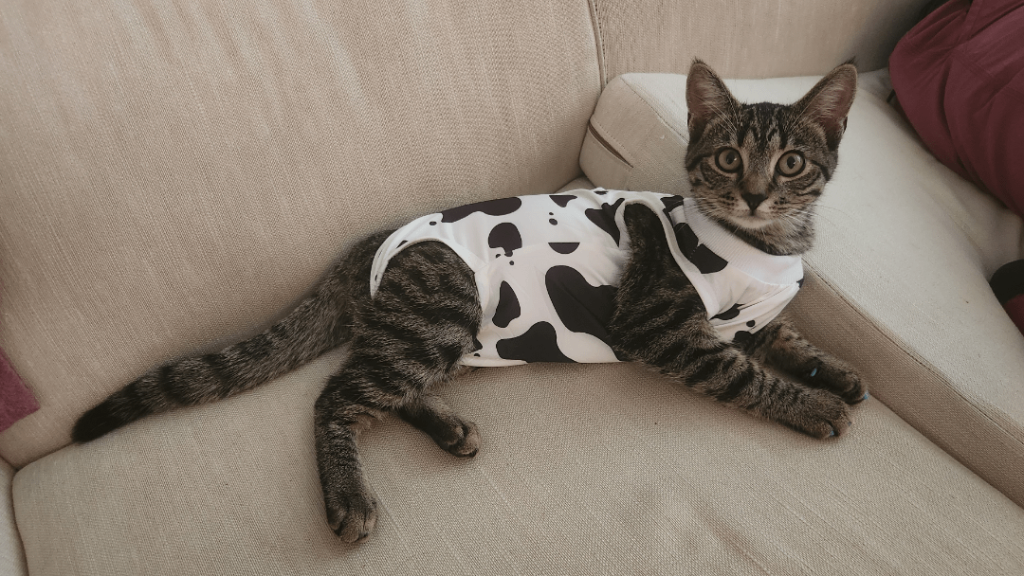 Do Cats Wear Clothes