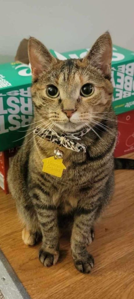 Do Collars Bother Cats