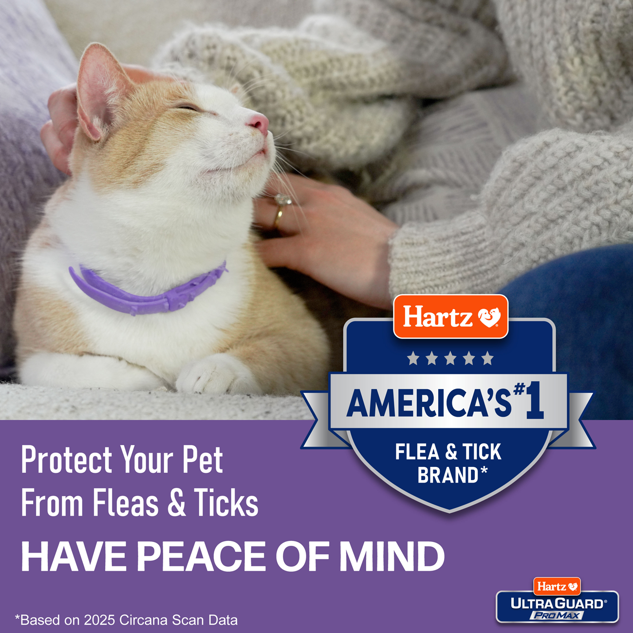 Image showcasing Do Flea Collars Work on Cats: Proven Tips for Effective Flea Control - Cat