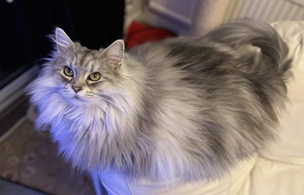 Do Long Haired Cats Need to Be Groomed