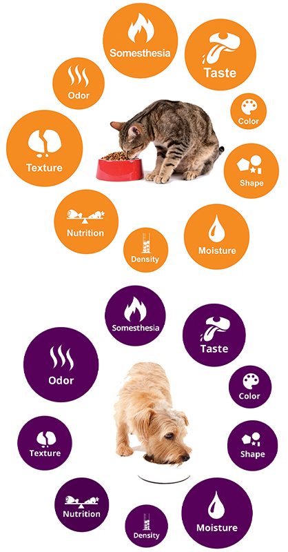 Do Most Dogs Pass the Cat Behavior Test