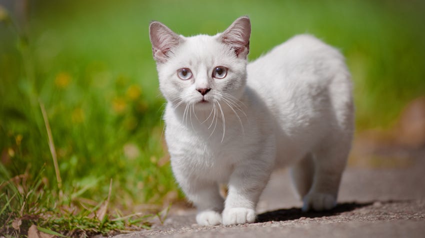Do Munchkin Cats Have Health Issues