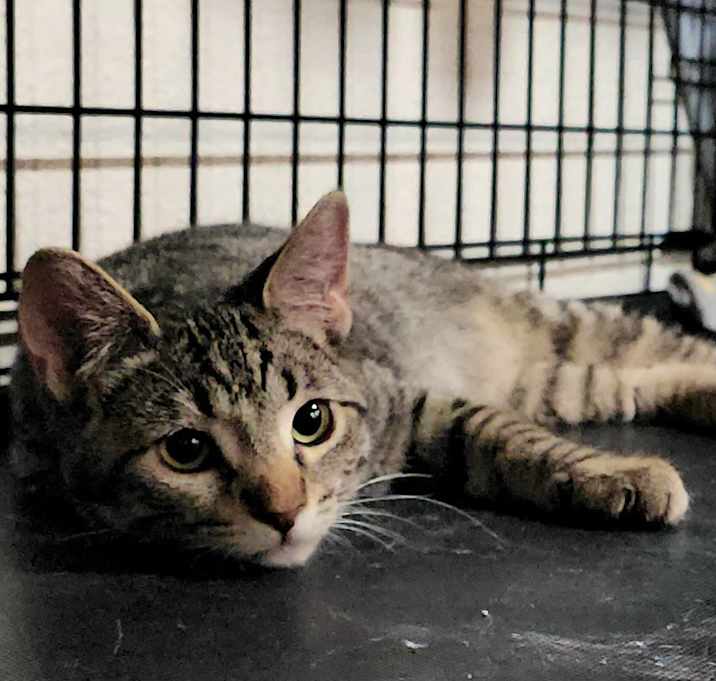 Do Petcos Have a Cat Adoption Center