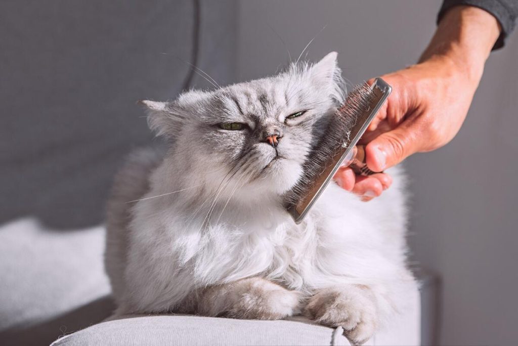Do You Get Cats Groomed
