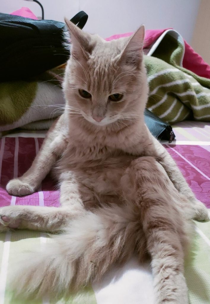 Does a Cat Behavior Change After Being Neutered