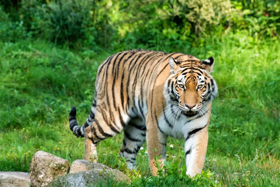 Does Carole Baskin Still Own Big Cat Rescue