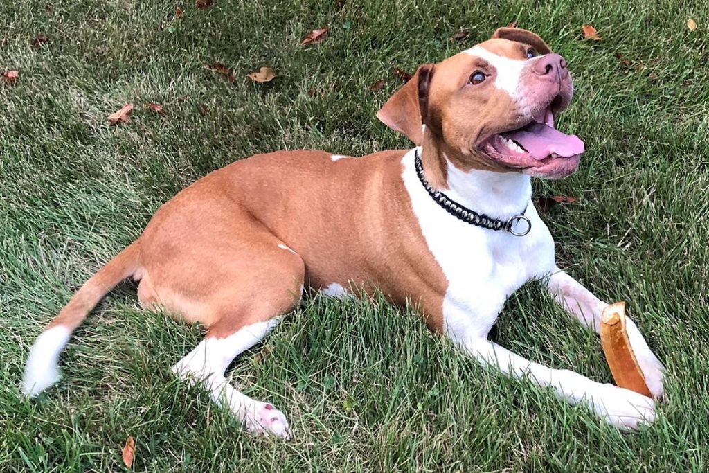 Does Cat Adoption Team Have Dogs