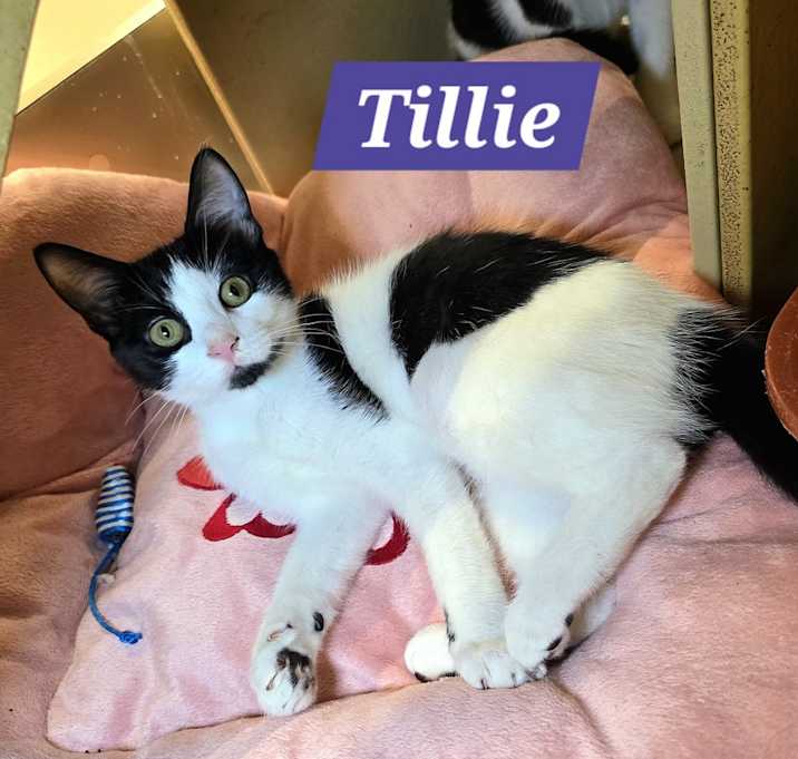 Have a Heart Cat Rescue Jacksonville Nc