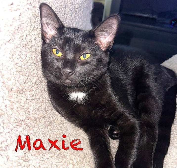 Haven on Earth Cat Rescue