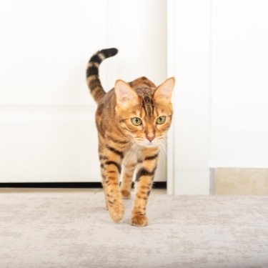 How Big Can a House Cat Get