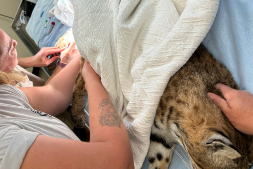 How Big is Big Cat Rescue