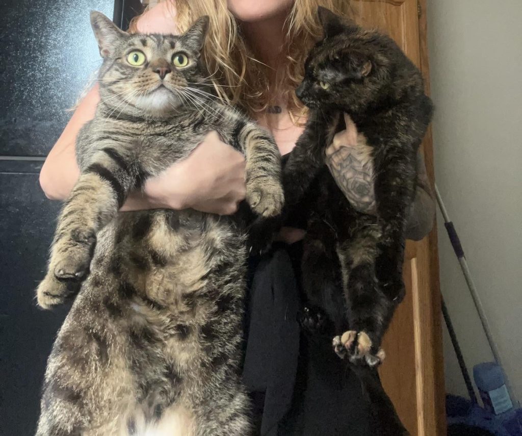 How Big is the Average Cat