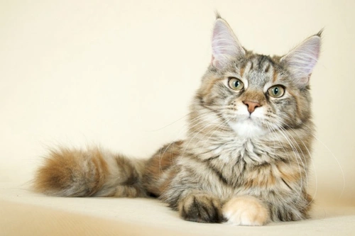 How Do Humans Use Maine Coons Cats for Selective Breeding