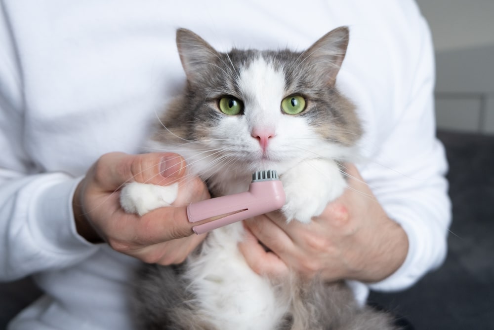 How Do You Groom Your Cat