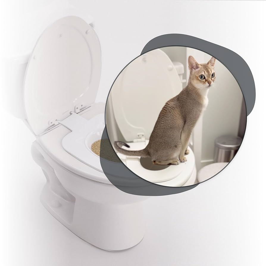 How Do You Potty Train a Cat