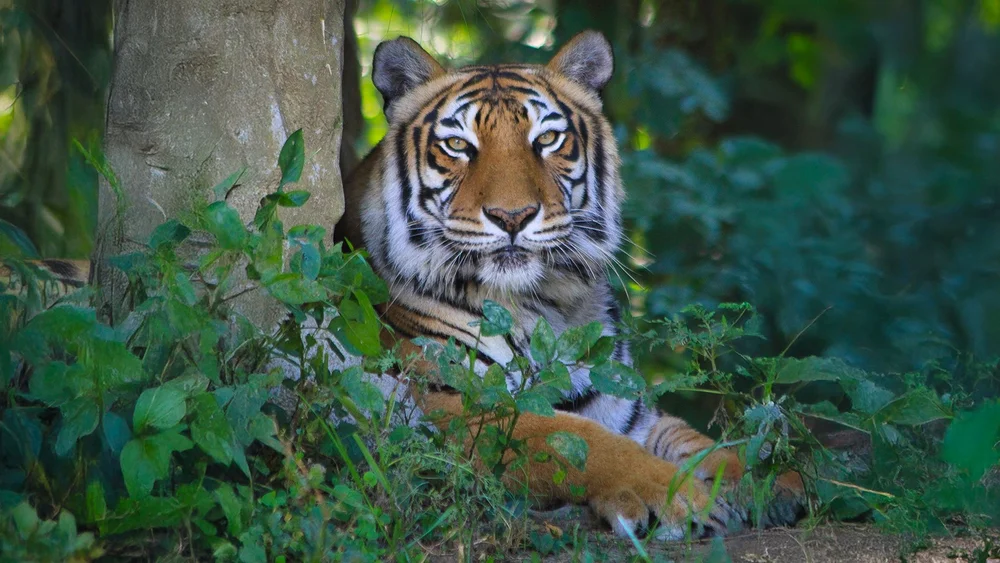 How Does Big Cat Rescue Make Money