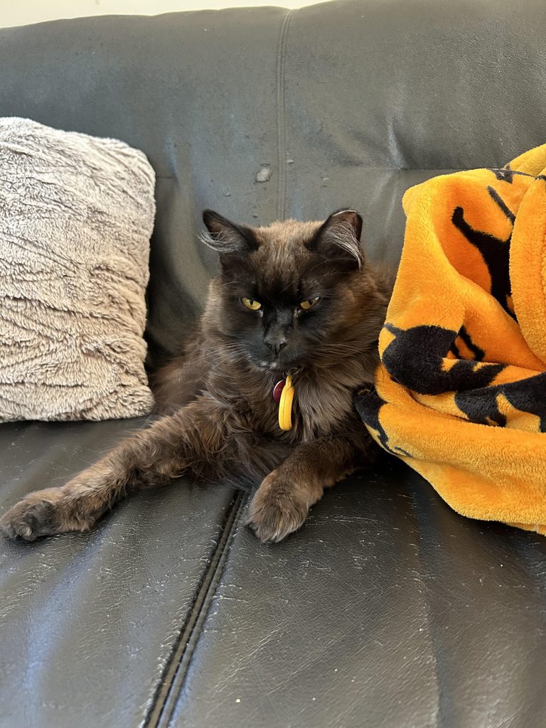 How Does Cat Adoption Work With Esa