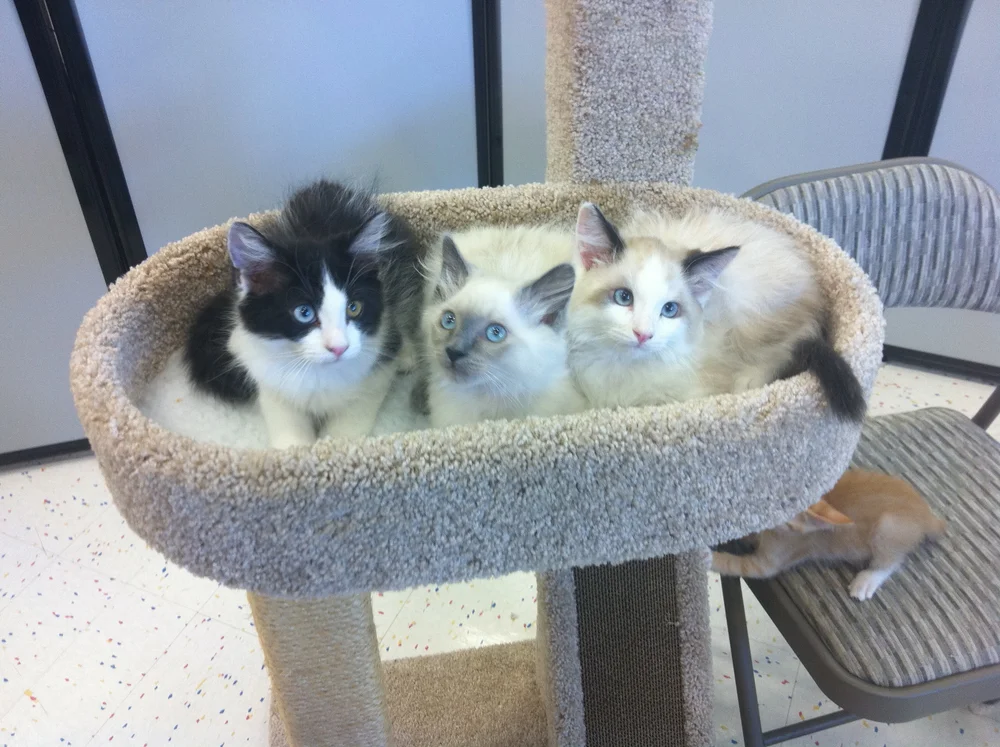 How Expensive is Petco Cat Adoption