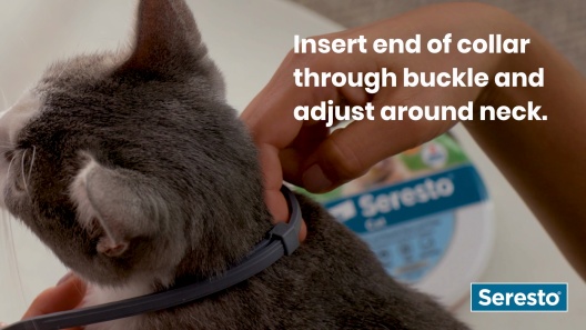 How Flea Collars Work for Cats