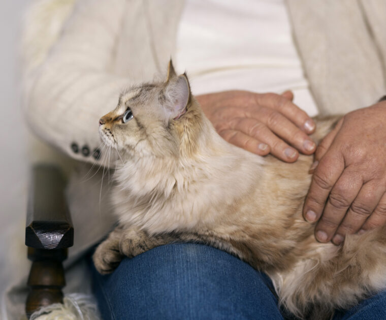 How Long After Neutering Does Male Cat Behavior Change