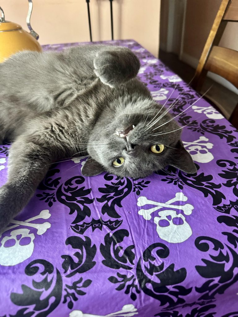 How Long Does a Cat Adoption Process Take