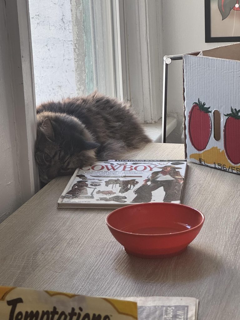 How Long Does Cat Adoption Take